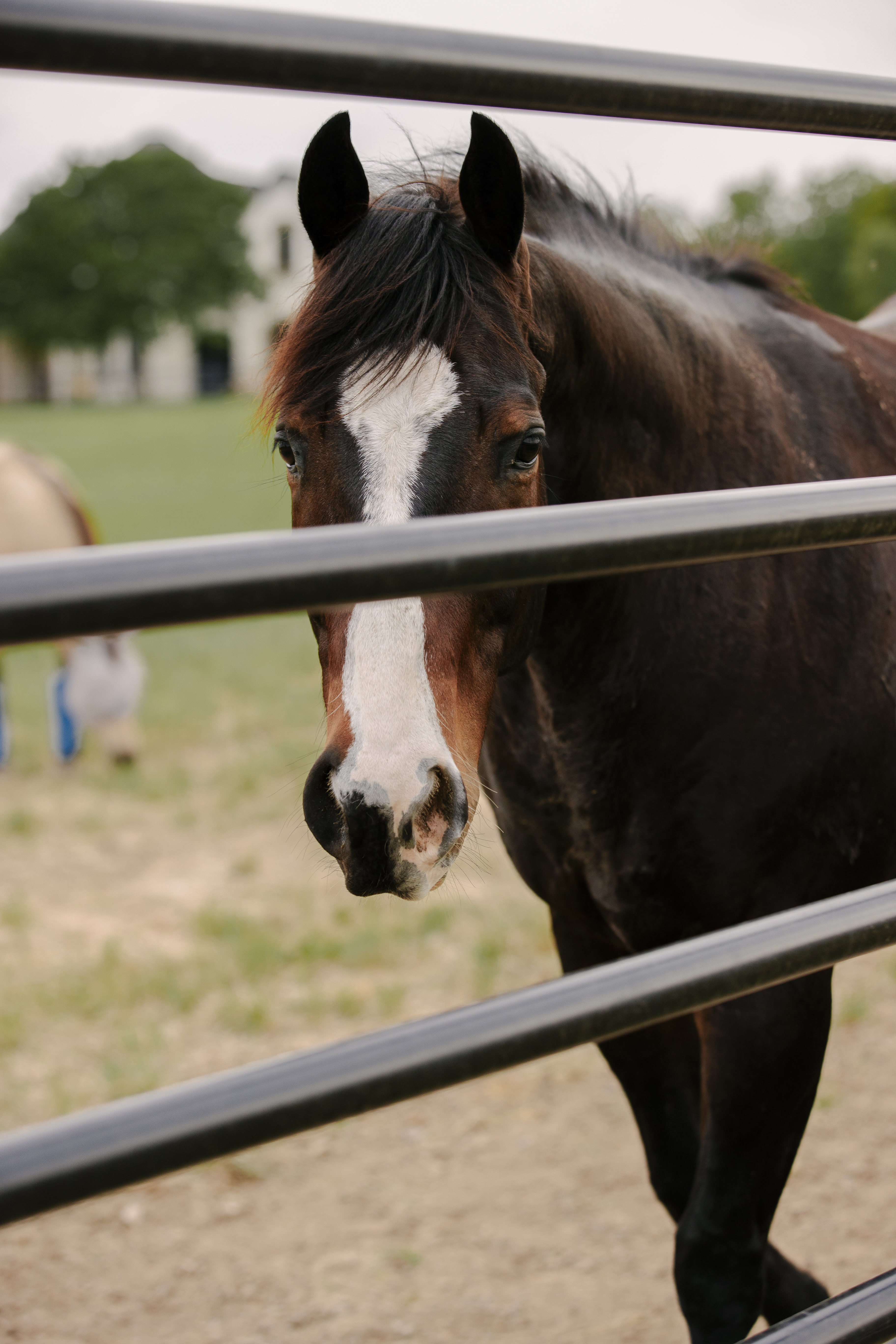 Priefert Estate Fence (14).jpg